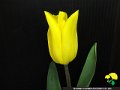 46 チューリップ